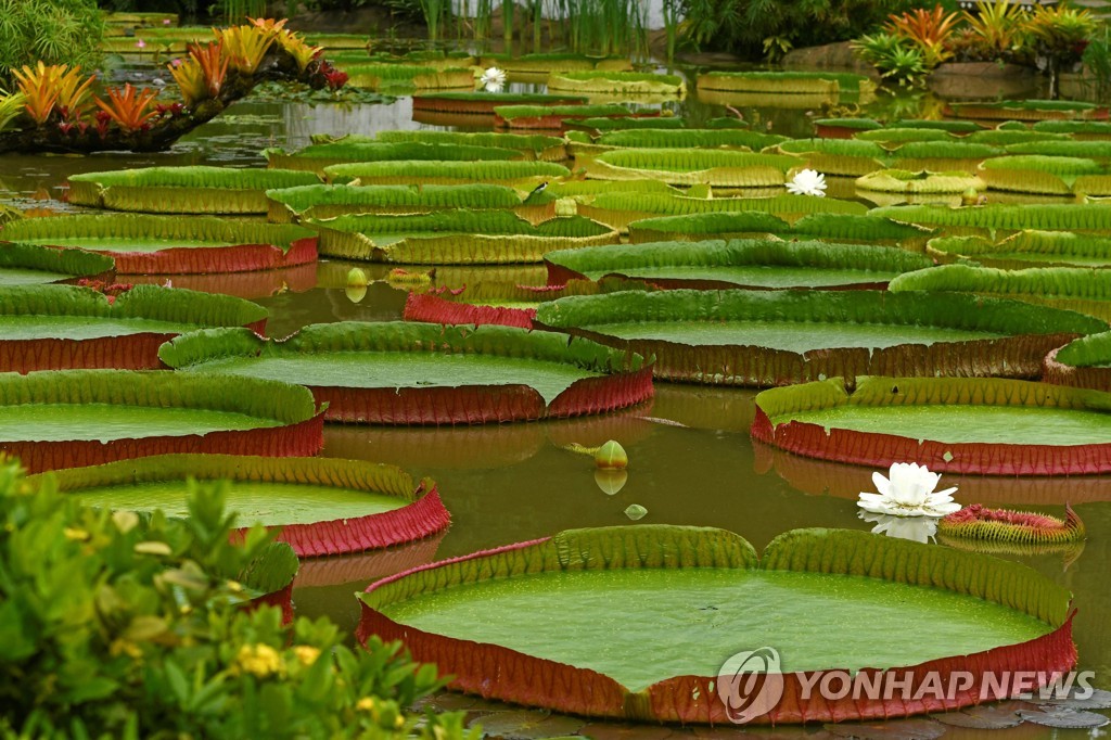 BOLIVIA-WATER LILY-GUINNESS-RECORD
