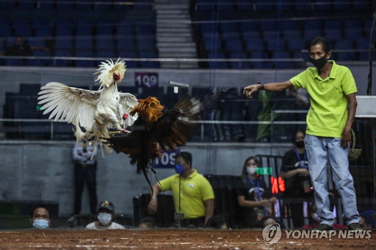 필리핀서 닭싸움 도박 관련자 34명 살해 혐의 경찰 1…
