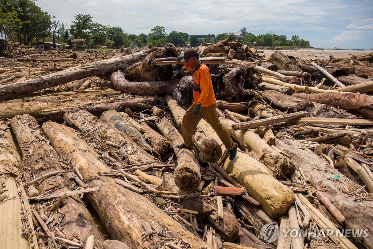 홍수로 떠내려온 통나무들