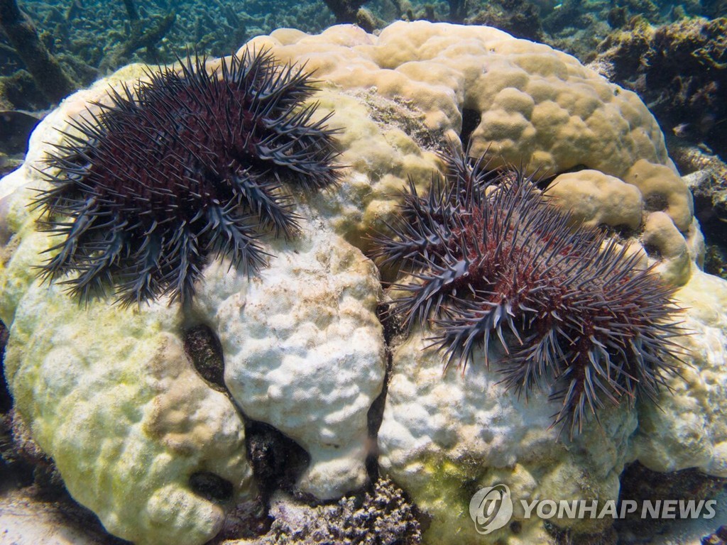 산호초에 달라붙은 악마불가사리