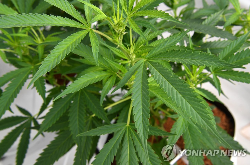 프랑스, 만성질환자에 2년간 대마 임상시험 진행 | 연합뉴스