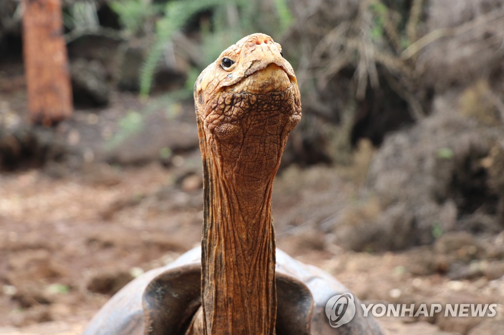 갈라파고스 땅거북 디에고