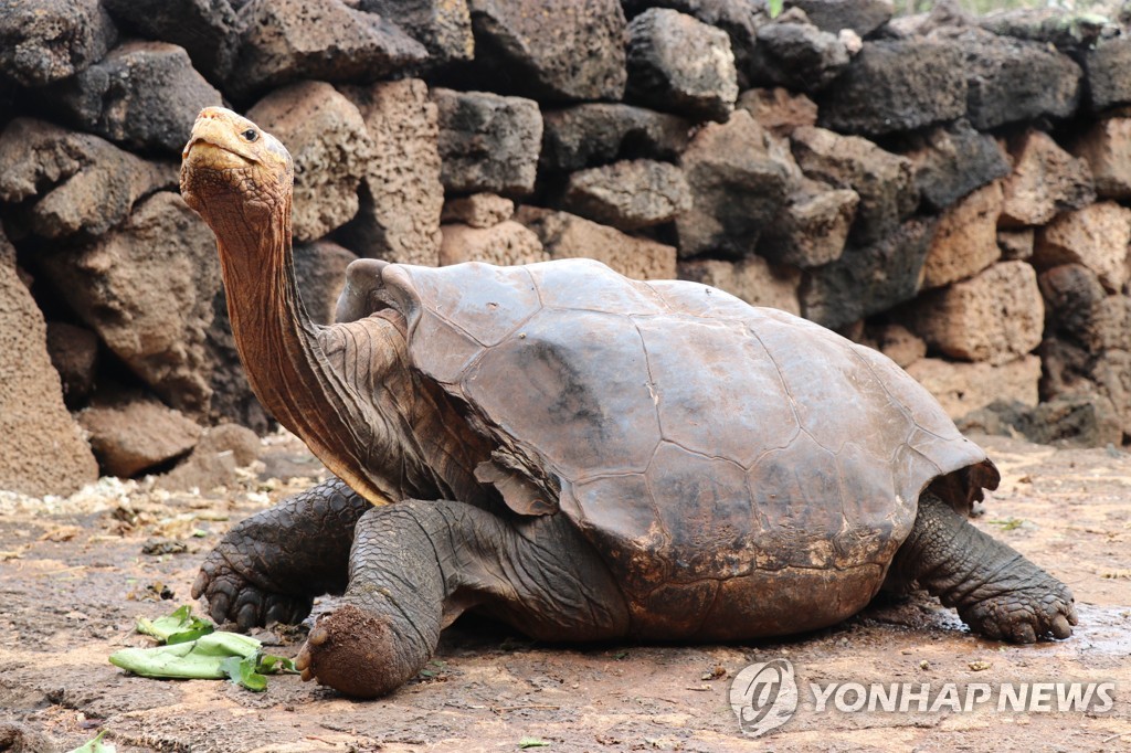 갈라파고스 땅거북 디에고