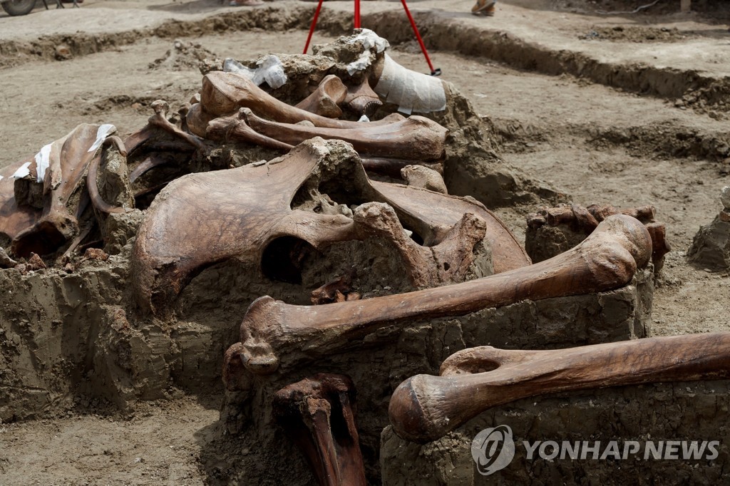 멕시코시티 공항 건설현장에서 나온 매머드 뼈