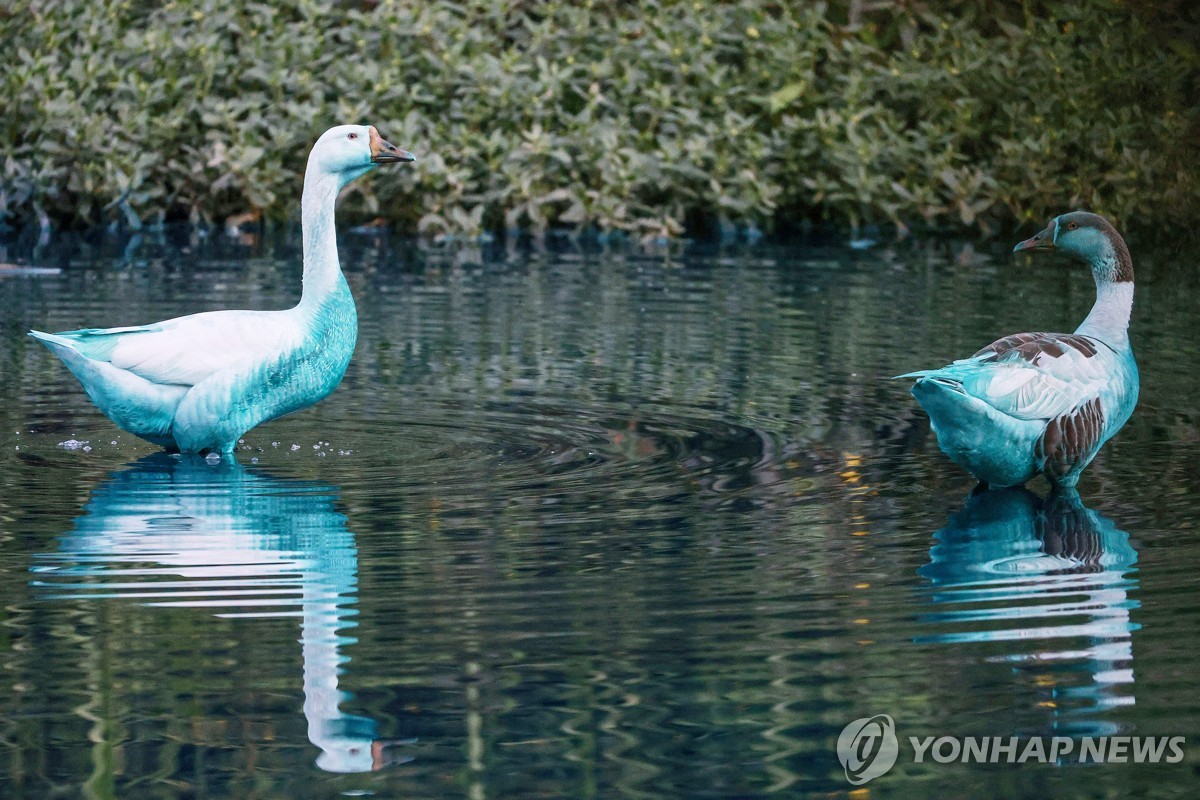염료에 노출돼 파랗게 변한 깃털