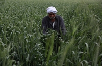 우크라 전쟁발 '식량위기' 이집트, 유전자변형 곡물 재배 고려