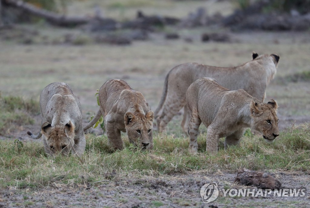 케냐 국립공원의 사자들