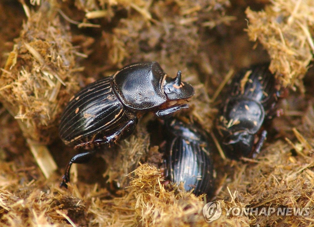 아과 쇠똥 구리 딱정벌레목(Coleoptera)/국내 동물