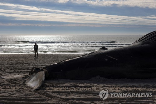 '어떻게 옮겨야하나'…롱아일랜드 해안으로 떠내려온 혹등고래