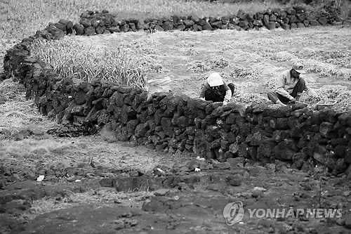 제주 북촌리의 돌담
