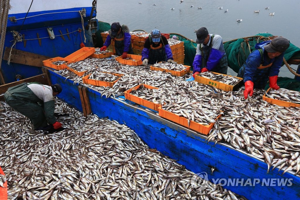 도루묵 만선이요 | 연합뉴스