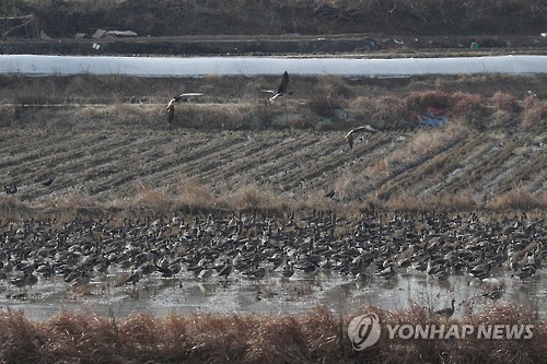 파주시, DMZ 겨울 철새 탐조·먹이 주기 행사