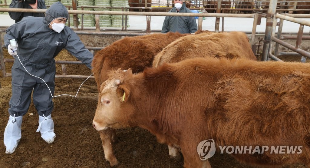 구제역 예방접종하는 소 [연합뉴스 자료사진]