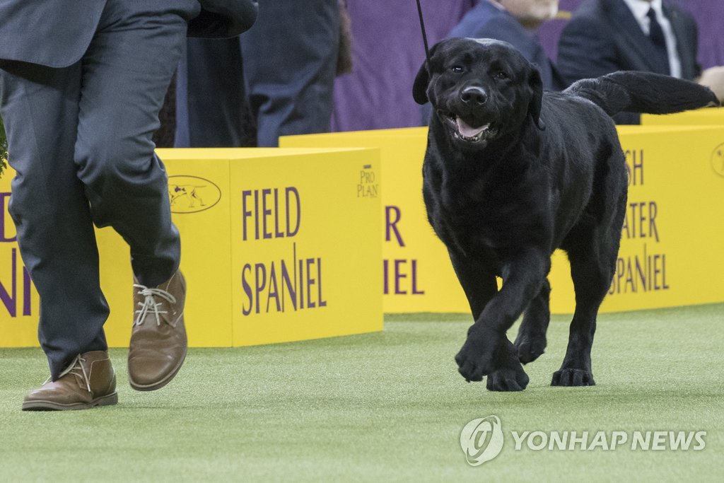 미국에선 제가 인기 제일 많아요! | 연합뉴스