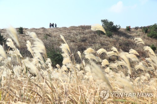 [주말 N 여행] 제주권: 가는 가을이 아쉽다…'은빛 억새' 만발한 오름으로∼