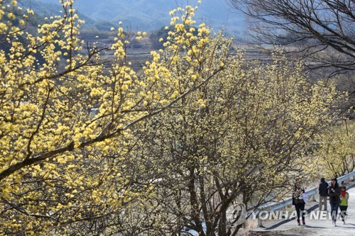 [사진톡톡] 노란 봄빛으로 물든 지리산 산수유 마을