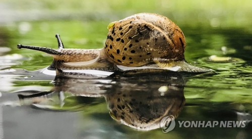 Snail enjoying rain