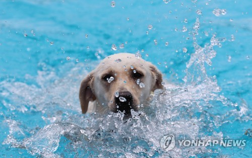 Dog swimming race