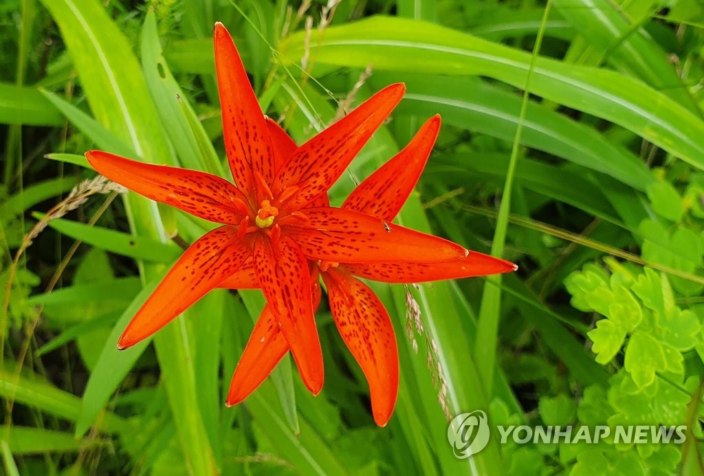 대덕산의 하늘나리 | 연합뉴스