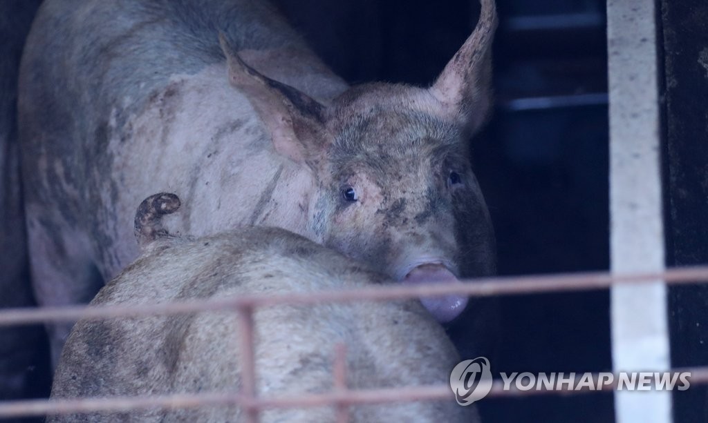 (2nd LD) Movement ban extended, more pigs to be culled to halt additional ASF cases