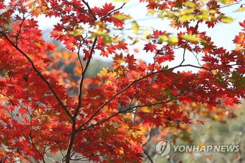 "산도 물도 그대도 단풍이어라!" 지리산 피아골 단풍축제