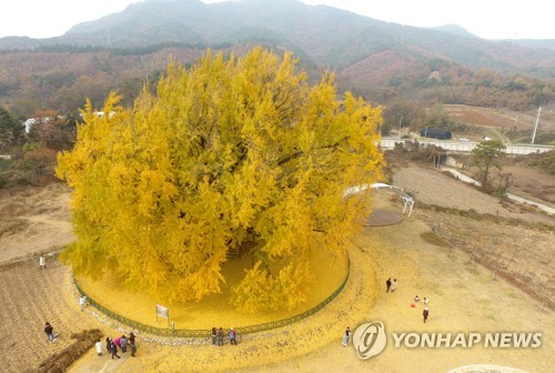 Un 'gingko' gigante se vuelve amarillo