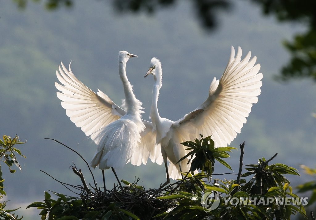 날개 편 백로