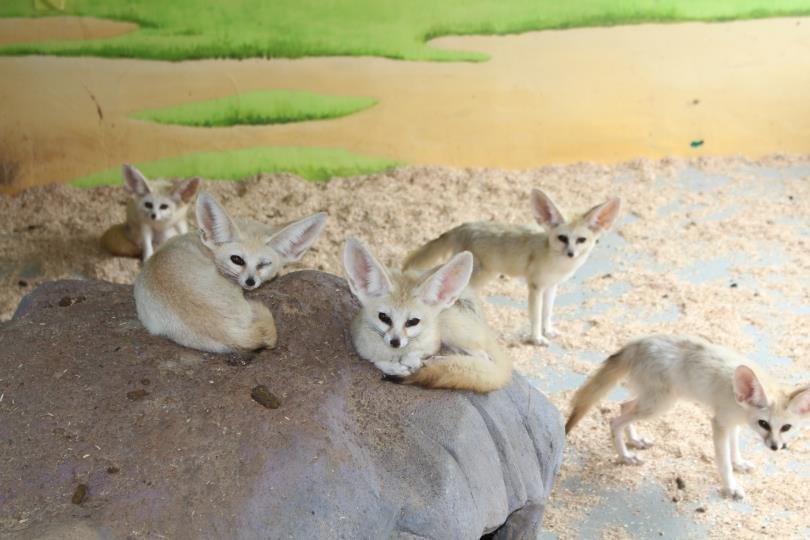 Fennec fox breeding success | Yonhap News Agency