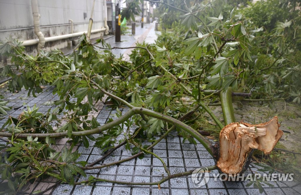 １日午前の沖縄県那覇市。台風９号の影響で街路樹が倒れている＝（共同＝聯合ニュース）