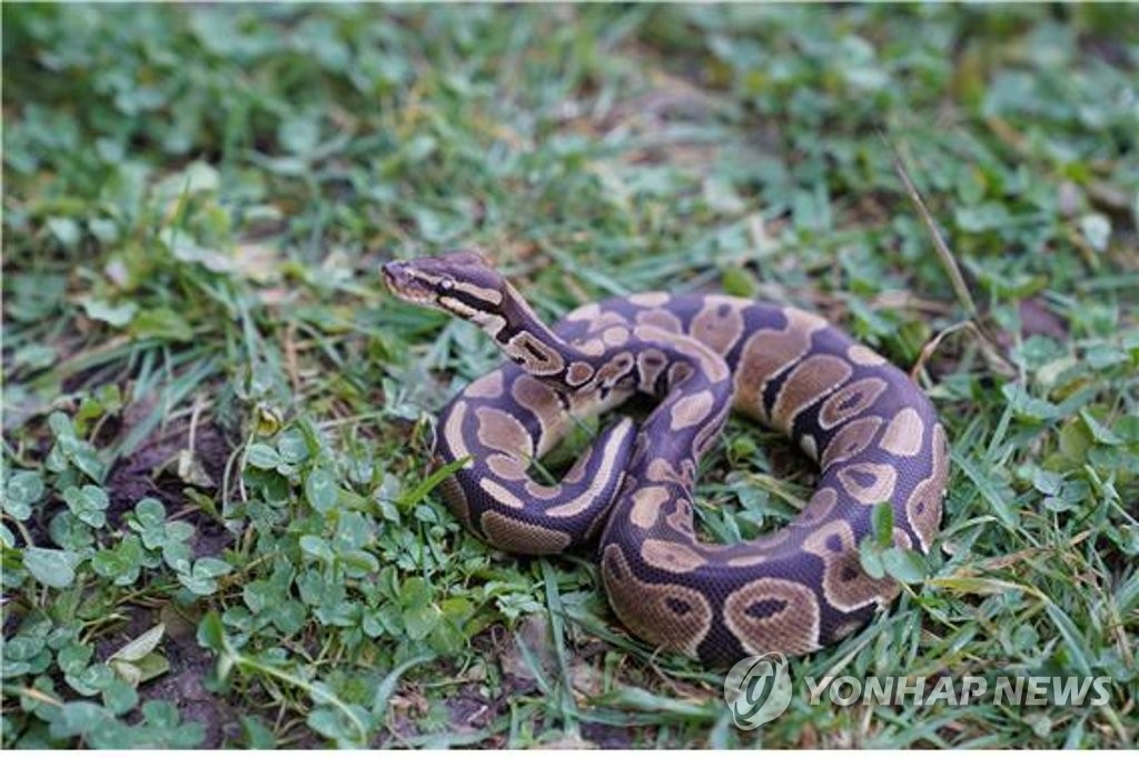 Python Farming: A Sustainable Solution for Diversifying Protein Sources ...