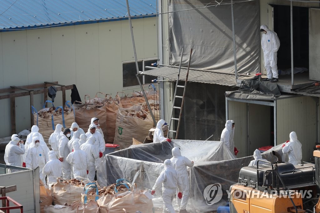 Officials prepare to cull poultry at a farm in Paju, north of Seoul, on Jan. 27, 2021. (Yonhap)