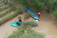 [게시판] SK이노베이션, 베트남 맹그로브숲 복원 위해 1억원 기부