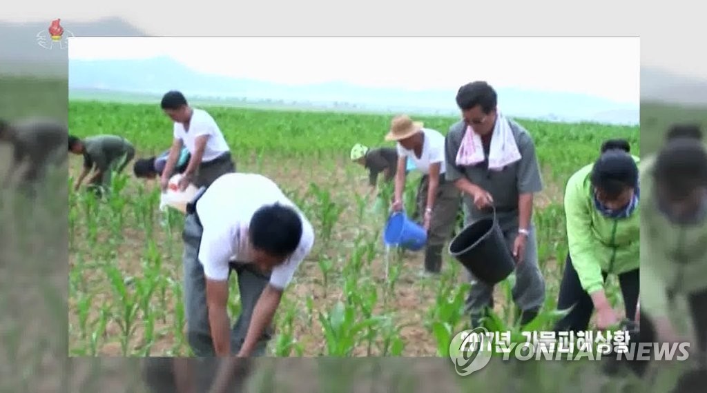Une émission de la Télévision centrale nord-coréenne (KCTV) parle d'une sécheresse causée par des températures caniculaires qui ont commencé le 12 juillet 2021. Des agriculteurs nord-coréens versent de l'eau dans un champs de maïs, le 17 juillet 2021. (Capture d'image de la KCTV) (Utilisation en Corée du Sud uniquement et redistribution interdite)
