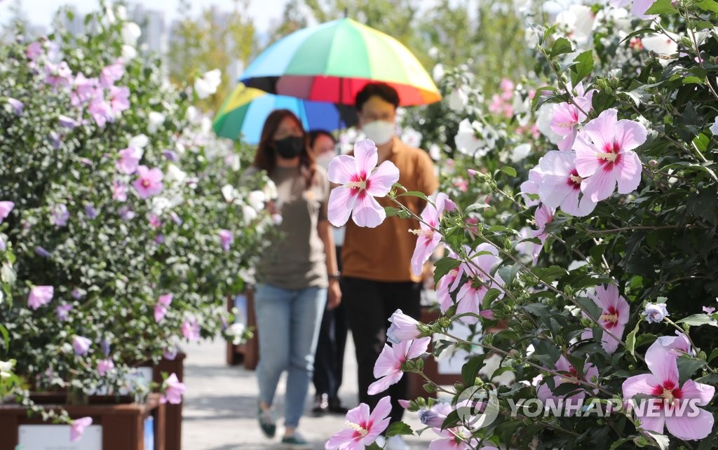 韓国の国花 ムクゲが見頃 聯合ニュース