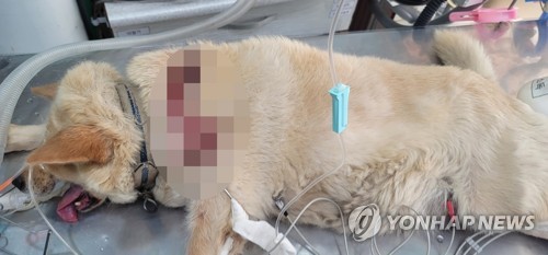흉기 테러에 유기까지…속초서 동물 학대 사건 잇따라 발생 | 연합뉴스 흉기 테러에 유기까지…속초서 동물 학대 사건 잇따라 발생 | 연합뉴스