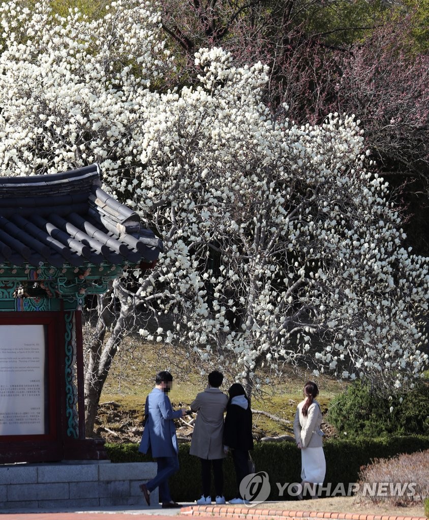 목련꽃 그늘 아래서 | 연합뉴스