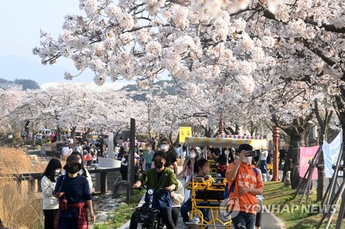 따뜻한 날씨가 나흘 앞당긴 경포 벚꽃축제…31일 개막