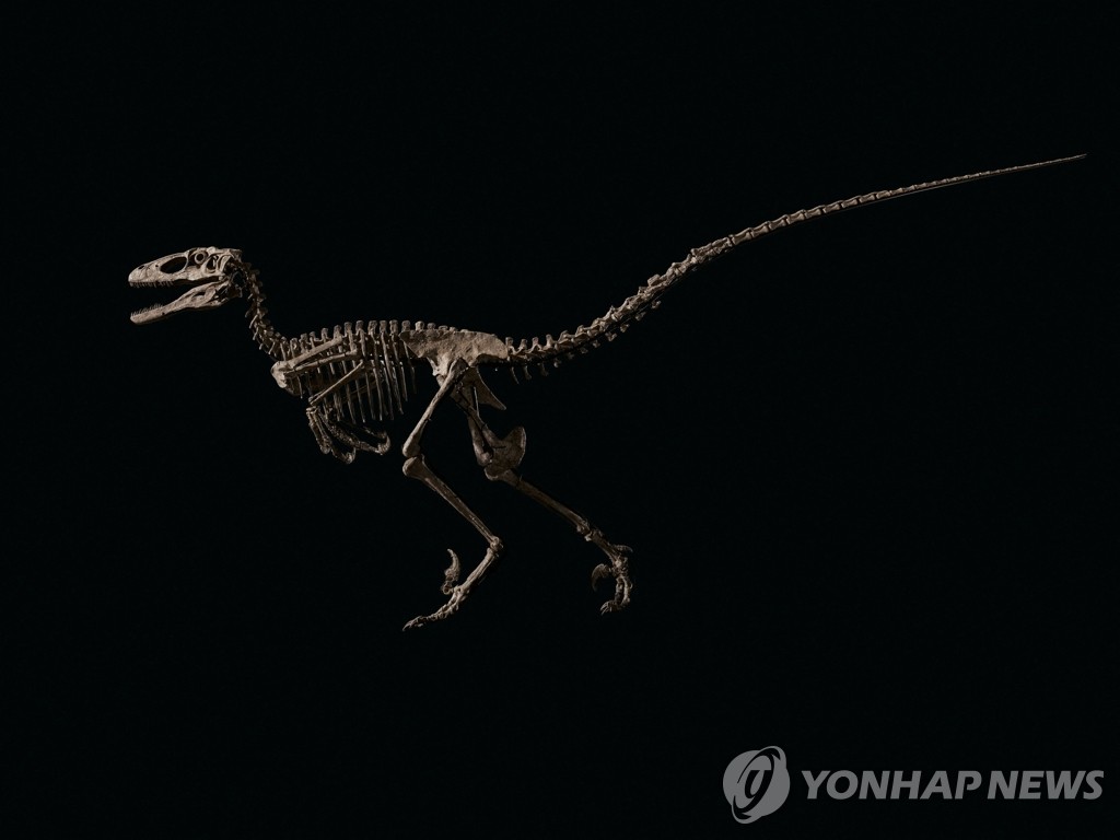 '160억원'에 낙찰된 공룡 '랩터' 화석