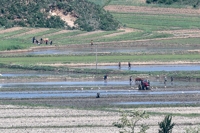 농사에 사활 북한, 이상기후에 긴장…"엄혹한 시기 쌀독 채워야"