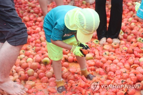 ′황금반지를 찾아라′…화천 토마토축제 개막