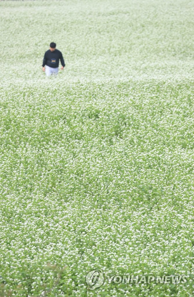 Buckwheat flowers Yonhap News Agency