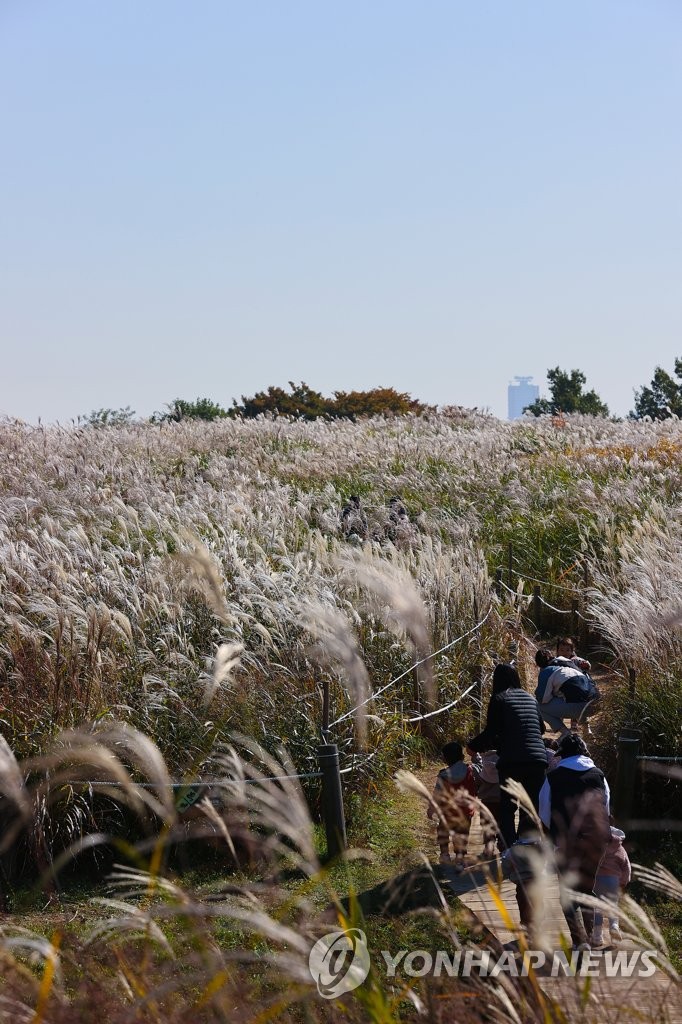 Silver grass festival | Yonhap News Agency