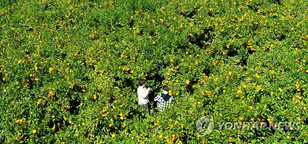 제주 감귤 따기 체험 '인기'