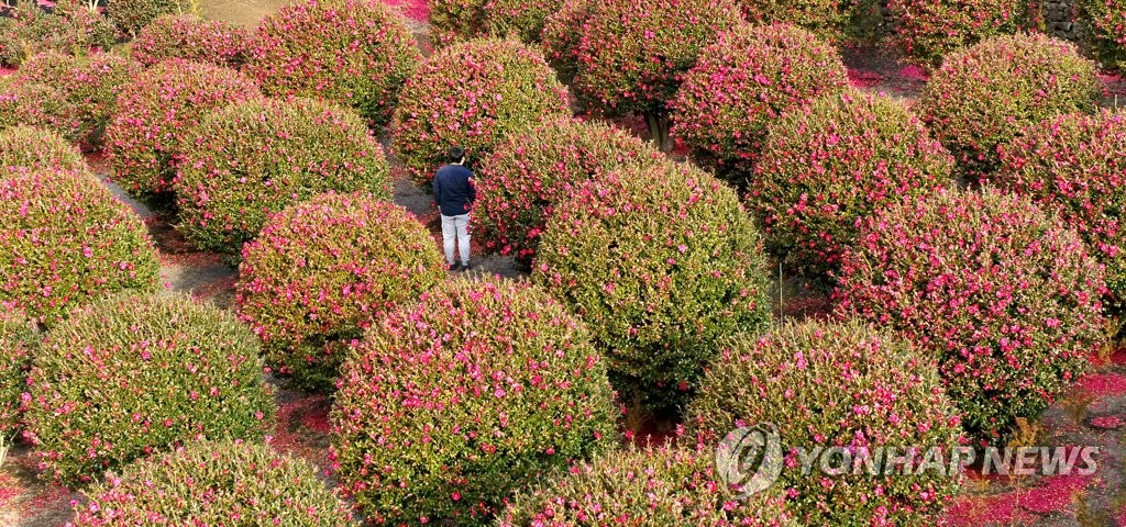 Flores de camelia | AGENCIA DE NOTICIAS YONHAP