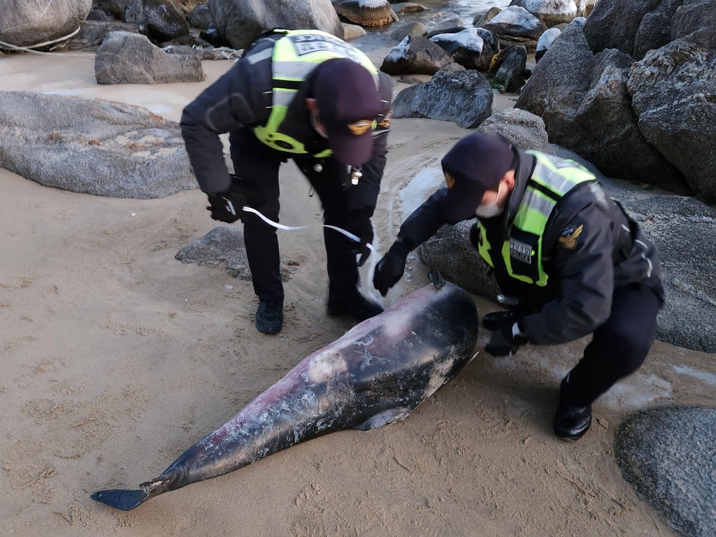 속초해경, 양양군 해수욕장에서 쇠돌고래 사체 발견