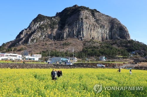ذروة تفتح زهور السلجم الصفراء في جزيرة جيجو