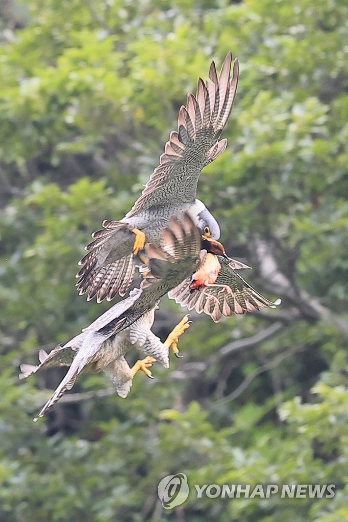 Hawk's hunting of pitta