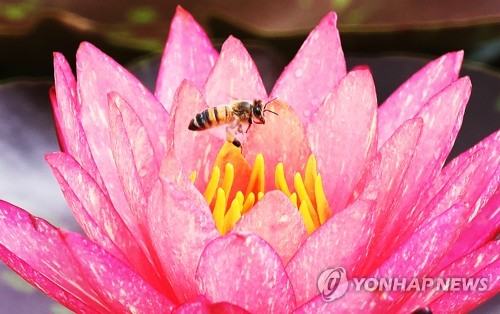 연꽃 향기에 취한 꿀벌