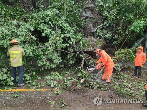 강하고 세찬 비바람에 강원서 나무·돌 '쿵' 피해 잇따라