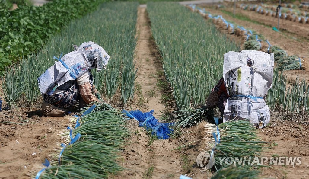 신문지로 막아보는 뙤약볕